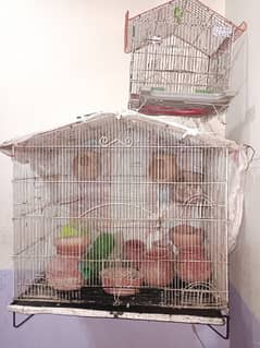 two cage for sale (parrot , pigeon, hen , cat)