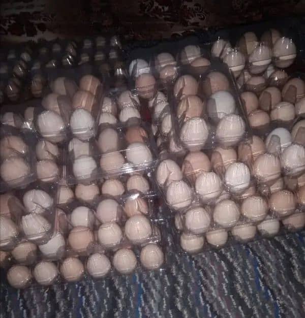 Fresh Desi Eggs For Sale 4