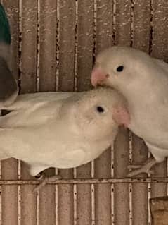 Lovebird pair Albino Black eye