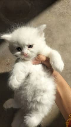 1 mother cat with her 3 cute kittens