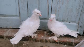 Frill Back Pigeon for sale