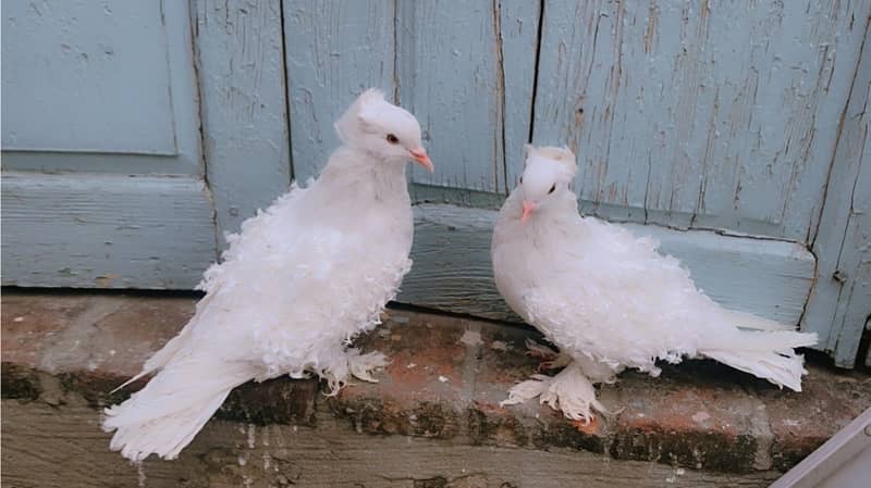 Frill Back Pigeon for sale 0