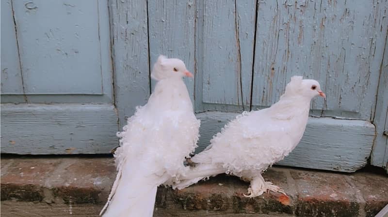 Frill Back Pigeon for sale 3