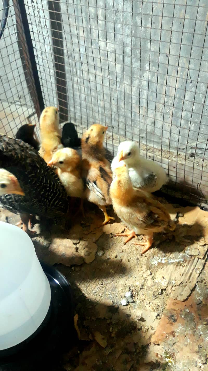 Desi hens Chicks home breed high quality in gulshan iqbal RYK 1