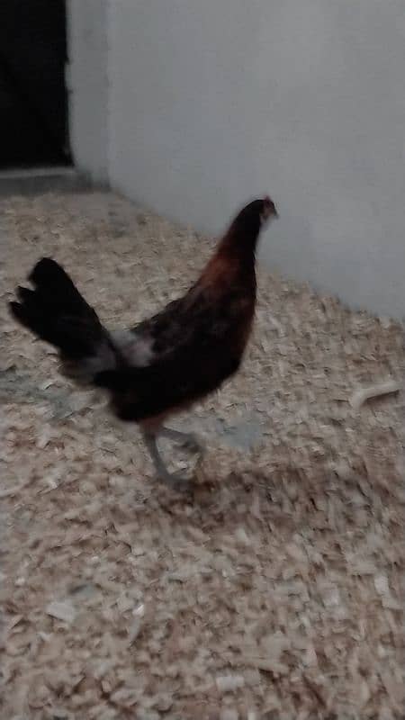 Golden misri hens available on very reasonable price 0