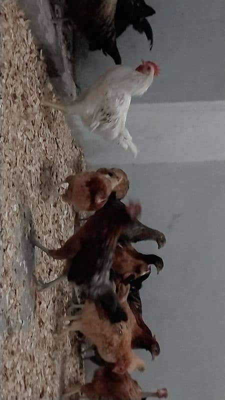 Golden misri hens available on very reasonable price 6