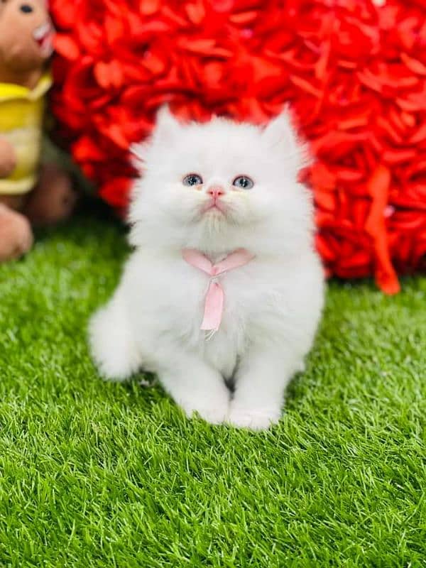 white Perisan kitten triple long coated semi punch face cat babes 0