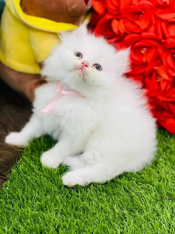 white Perisan kitten triple long coated semi punch face cat babes 2