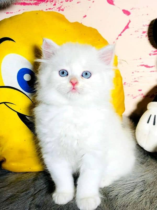 white Perisan kitten triple long coated semi punch face cat babes 5