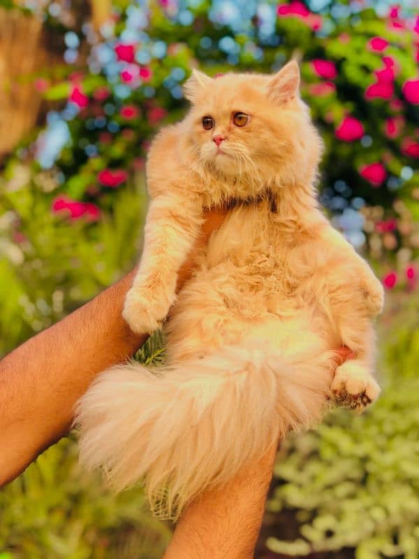 Persian Punch face triple coat cat Kitten 14