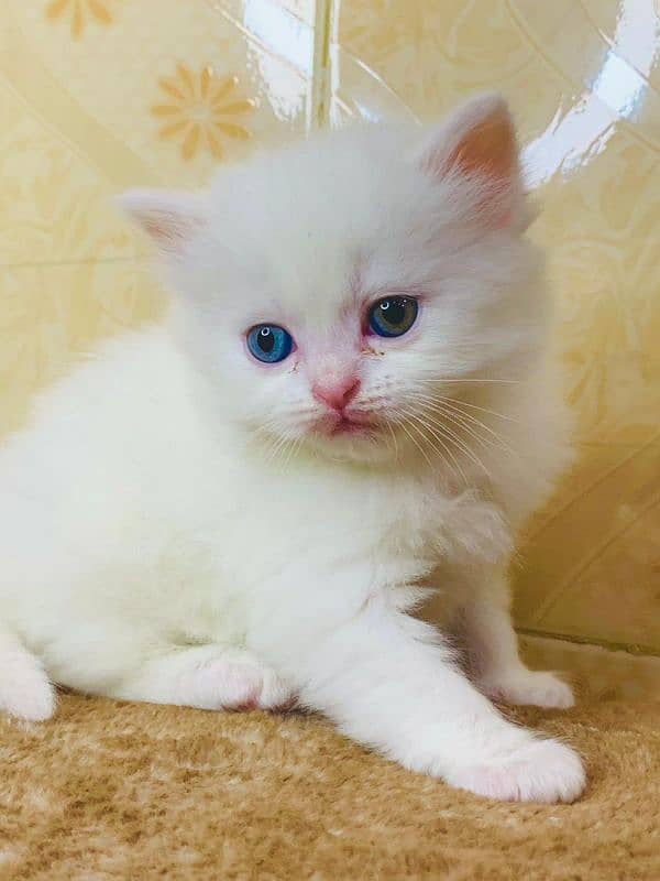 Persian Punch face triple coat cat Kitten 10