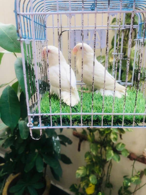 cages b mil jaya ga  all mutation lovebirds cocktail available 1