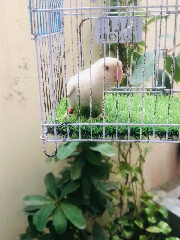 cages b mil jaya ga  all mutation lovebirds cocktail available 2