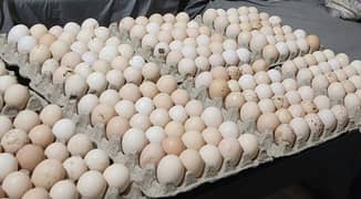 Organic Eggs