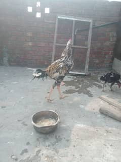 achi quality bird ha jis ko chahya wo rabta karay