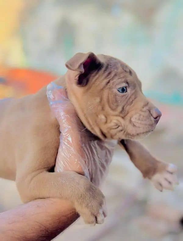 Pitbull | pittbull best quality pups 0