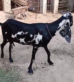 Pure Beetal Goat and Desi Sahiwal Cow