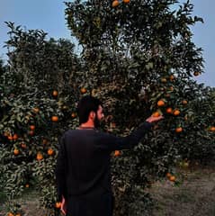 oranges garden