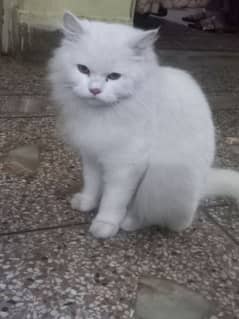 Persian Cat full white