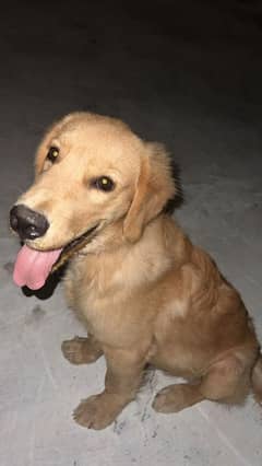 golden retriever male puppy