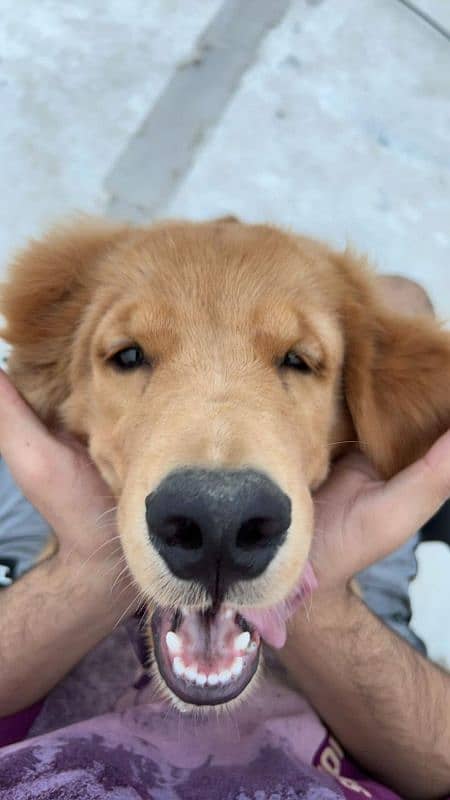 golden retriever male puppy 1