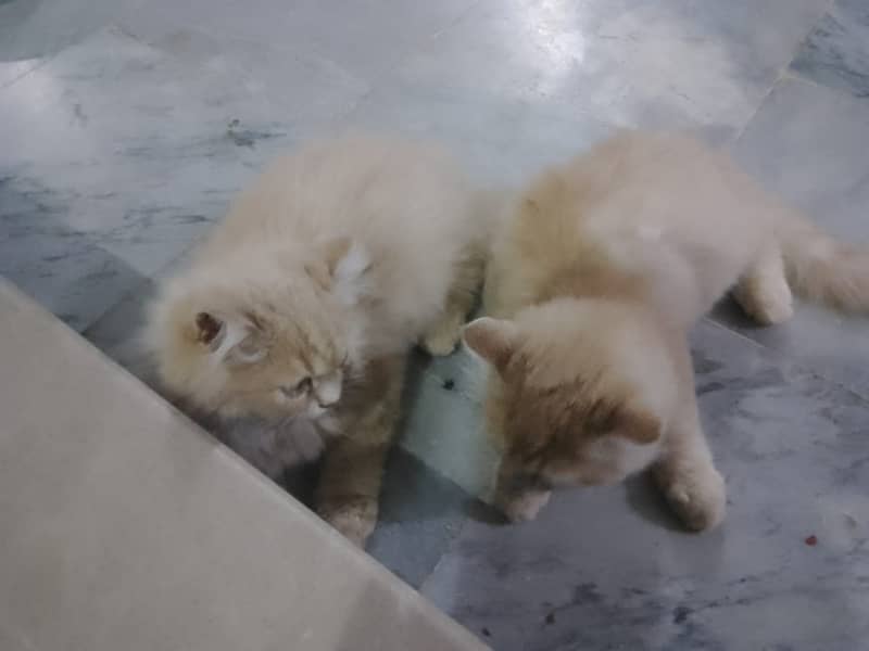 Persian kittens 0