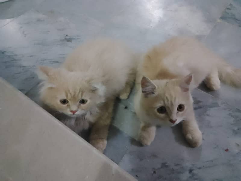 Persian kittens 1