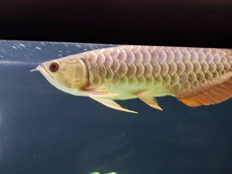 Malaysian Golden (blue base) 1