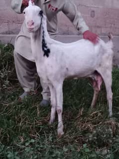 dhood walli with  female kids pure gulabi rajanpori goat