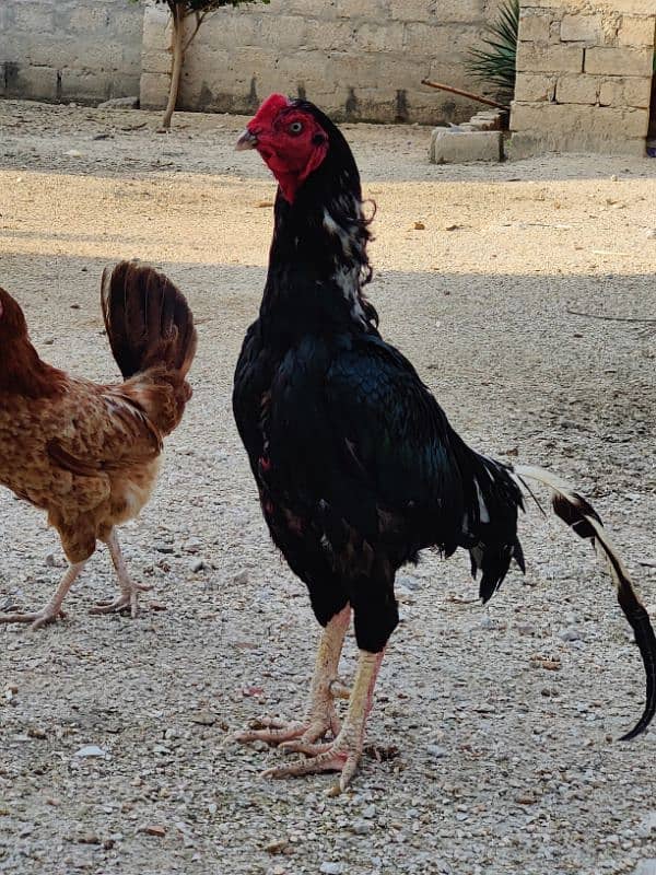 COCO BANTAM, Golden Misri, ASEEL for sale 0