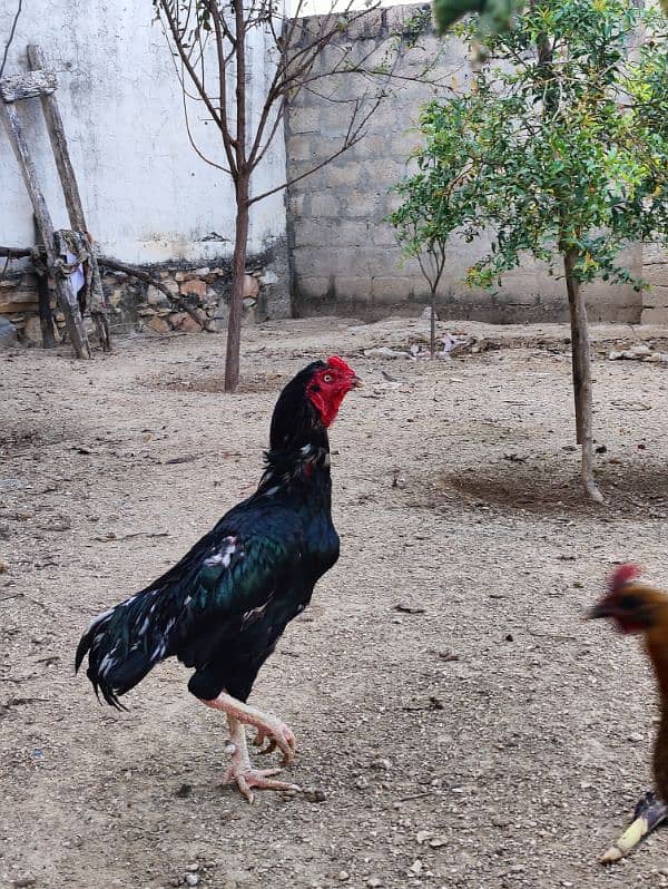 COCO BANTAM, Golden Misri, ASEEL for sale 1