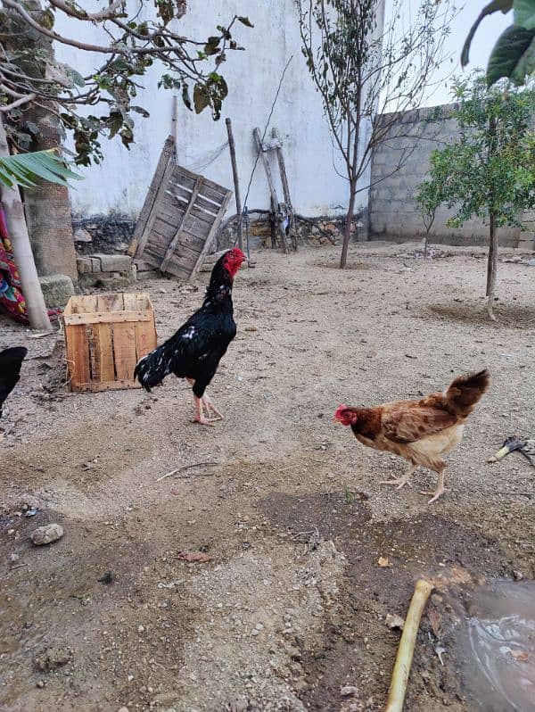 COCO BANTAM, Golden Misri, ASEEL for sale 2