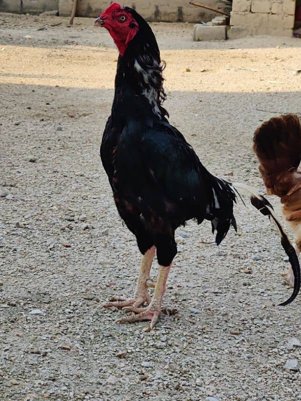 COCO BANTAM, Golden Misri, ASEEL for sale 3