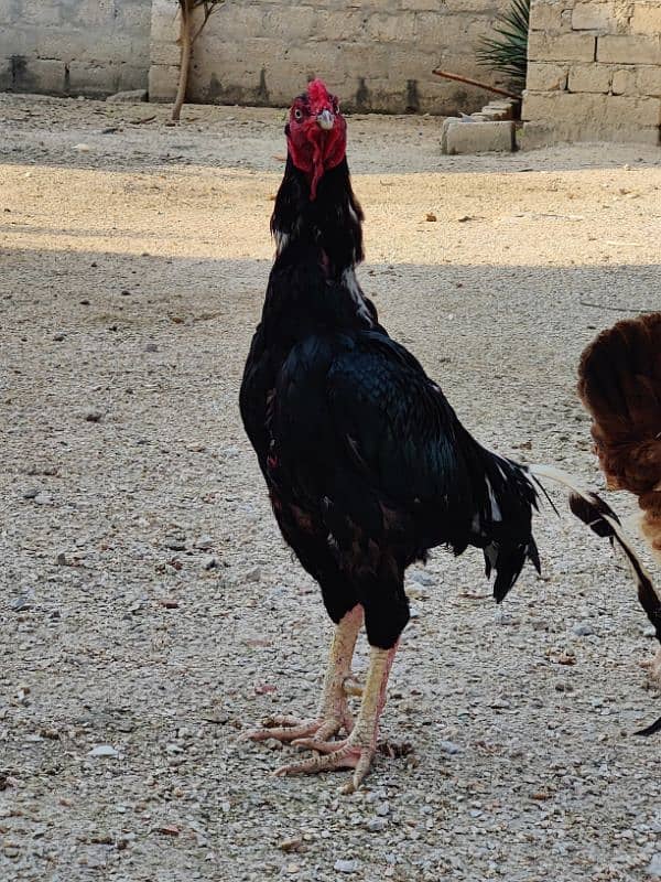 COCO BANTAM, Golden Misri, ASEEL for sale 4