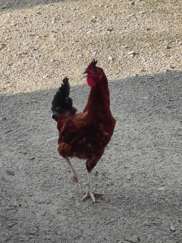 COCO BANTAM, Golden Misri, ASEEL for sale 5