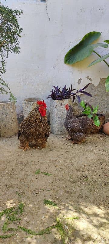 COCO BANTAM, Golden Misri, ASEEL for sale 6