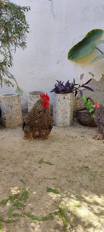 COCO BANTAM, Golden Misri, ASEEL for sale 7