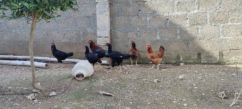 COCO BANTAM, Golden Misri, ASEEL for sale 8