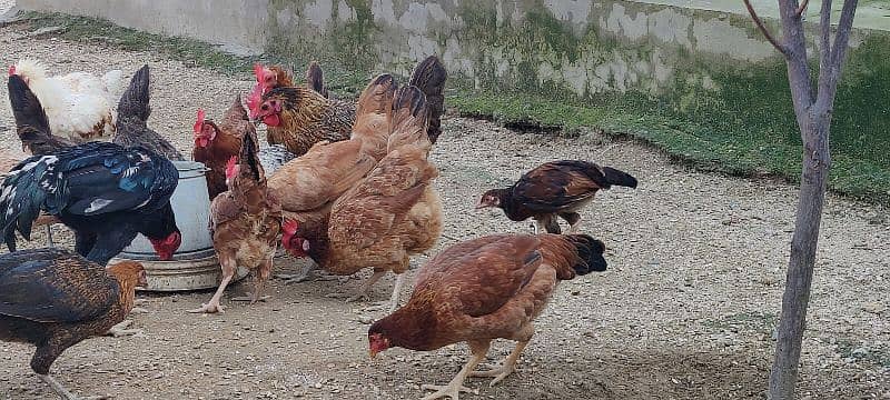 COCO BANTAM, Golden Misri, ASEEL for sale 9