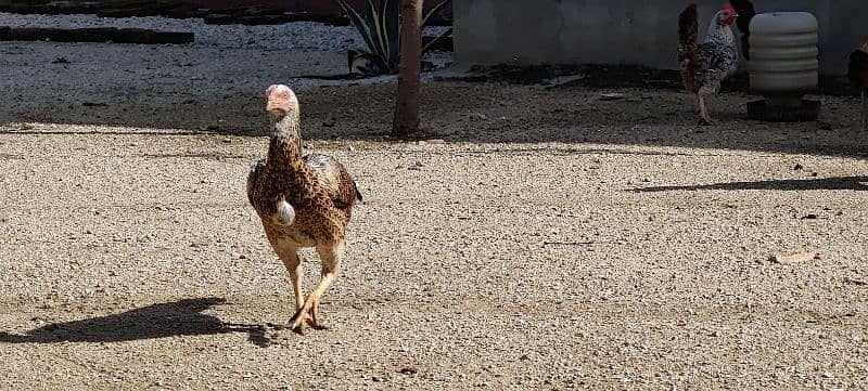 COCO BANTAM, Golden Misri, ASEEL for sale 10