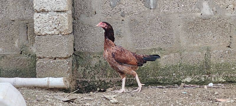 COCO BANTAM, Golden Misri, ASEEL for sale 11