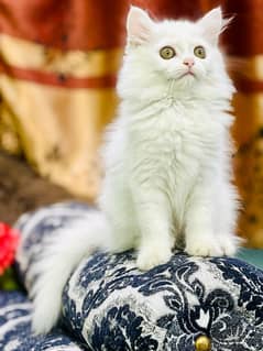 Persian Female Kitten Ready For New Home