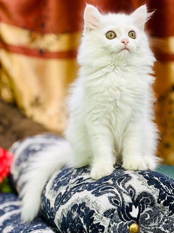 Persian Female Kitten Ready For New Home 0