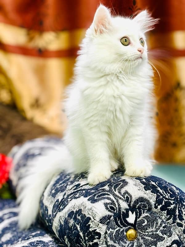 Persian Female Kitten Ready For New Home 4