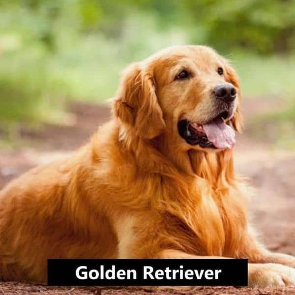 Golden Retriever Female Puppy For Sale 0