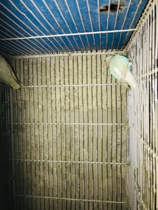 Abaino lovebird 0