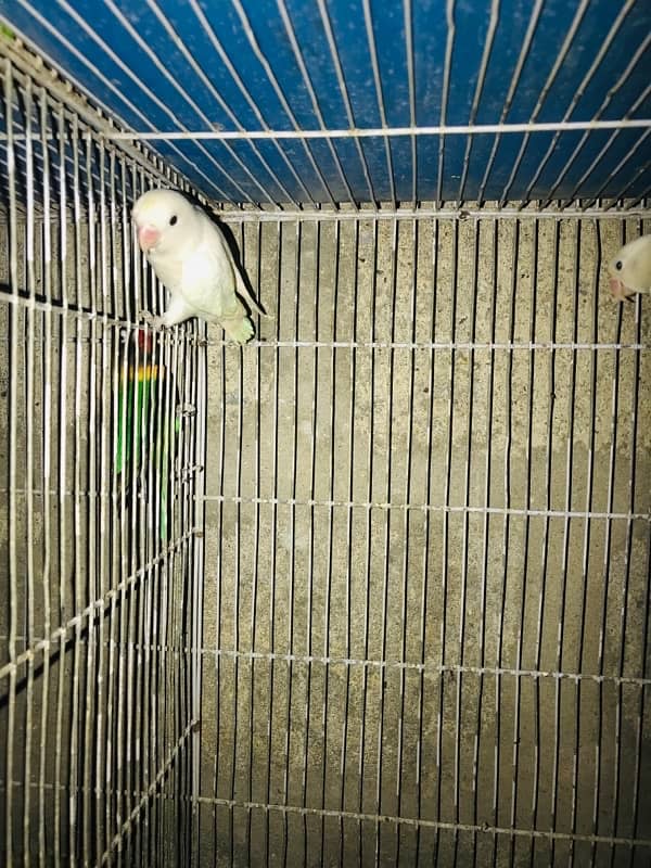 Abaino lovebird 1