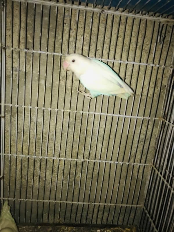 Abaino lovebird 3