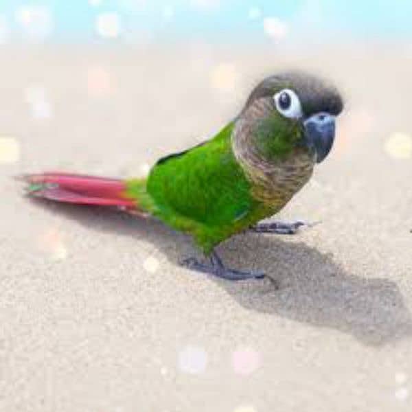 Green Cheek Conure 0