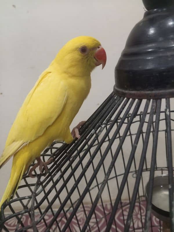 yellow ringneck 0